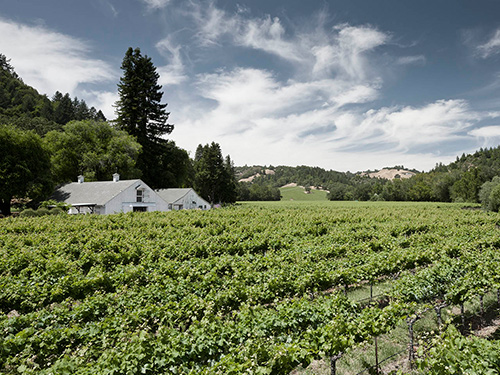 MacMurray Ranch Vineyard