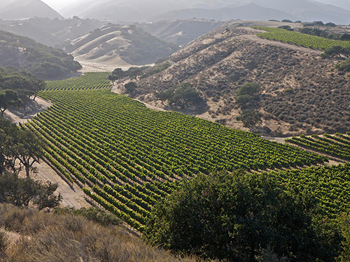 Olson Ranch Vineyard