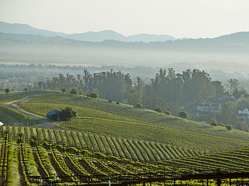 Two Rock Vineyard