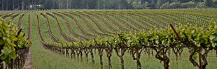 Laguna Ranch Vineyard