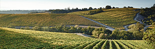 MacMurray Ranch Vineyard