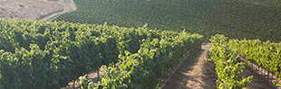 Olson Ranch Vineyard